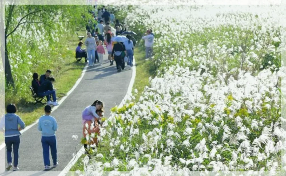 광주서창억새축제 공식 API 제공 축제 사진을 포스트 톤에 맞춰 보정한 이미지