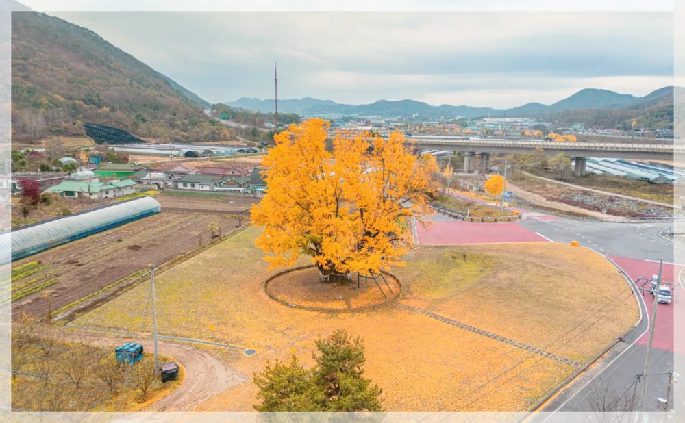 금산 요광리 은행나무 관광사진을 포스트 톤에 맞춰 보정한 이미지