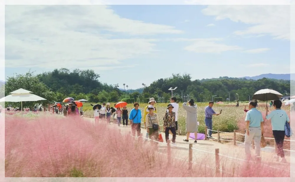 양주 천일홍 가을 페스타 공식 API 제공 축제 사진을 포스트 톤에 맞춰 보정한 이미지