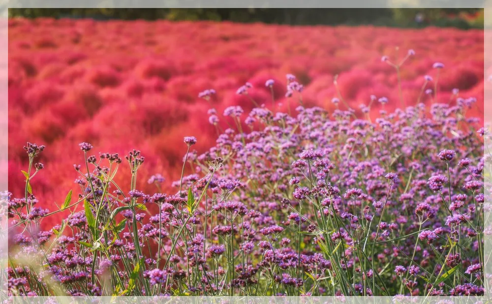Korea travel reference photo
